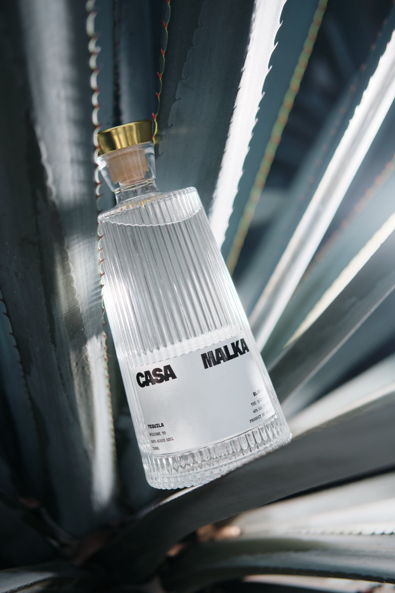 Casa Malka Tequila bottle nestled in an agave plant, showcasing 100% Blue Weber Agave origin